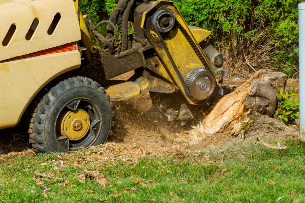 Best Tree Removal  in USA